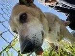 An adult medium-sized male Mixed Breed dog named Cage for adoption in Millersburg, OH