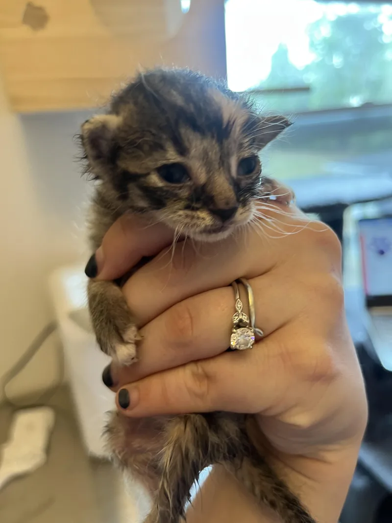A baby small-sized female Domestic Short Hair cat named Princess for adoption in Moncks Corner, SC