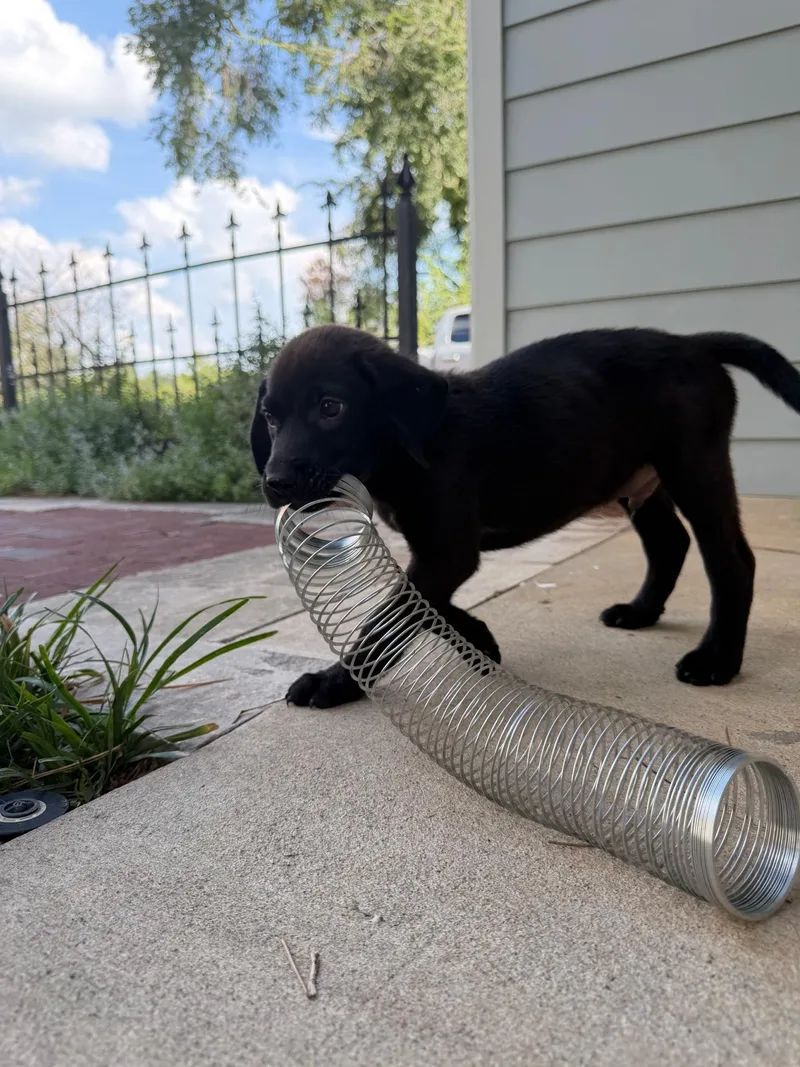 Slinky COMING SOON thumbnail 3