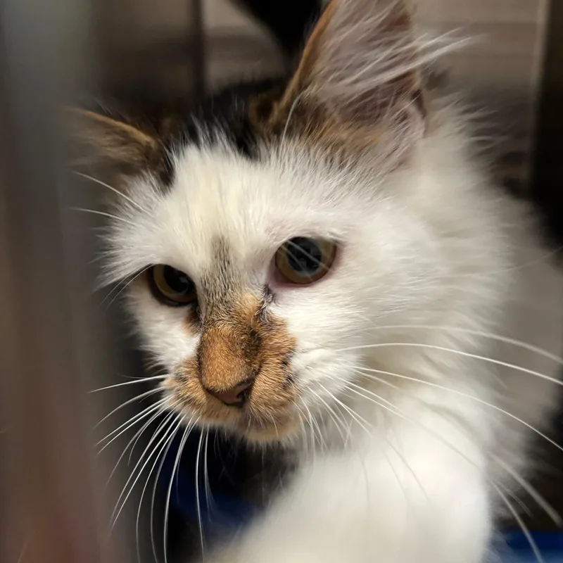 A young medium-sized female White Domestic Medium Hair cat named Meowly Cyrus for adoption in Raymond, WA