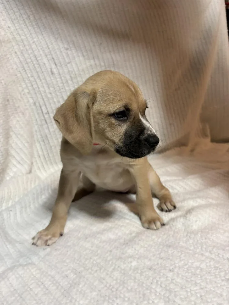 Strawberry thumbnail 2