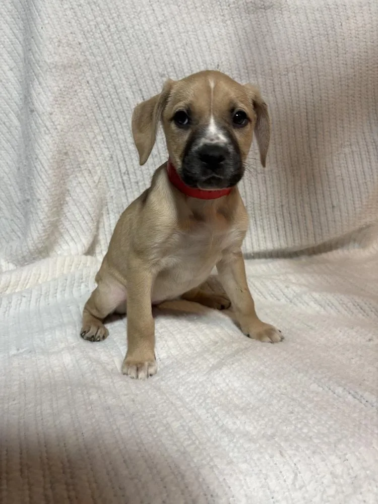 Strawberry thumbnail 3