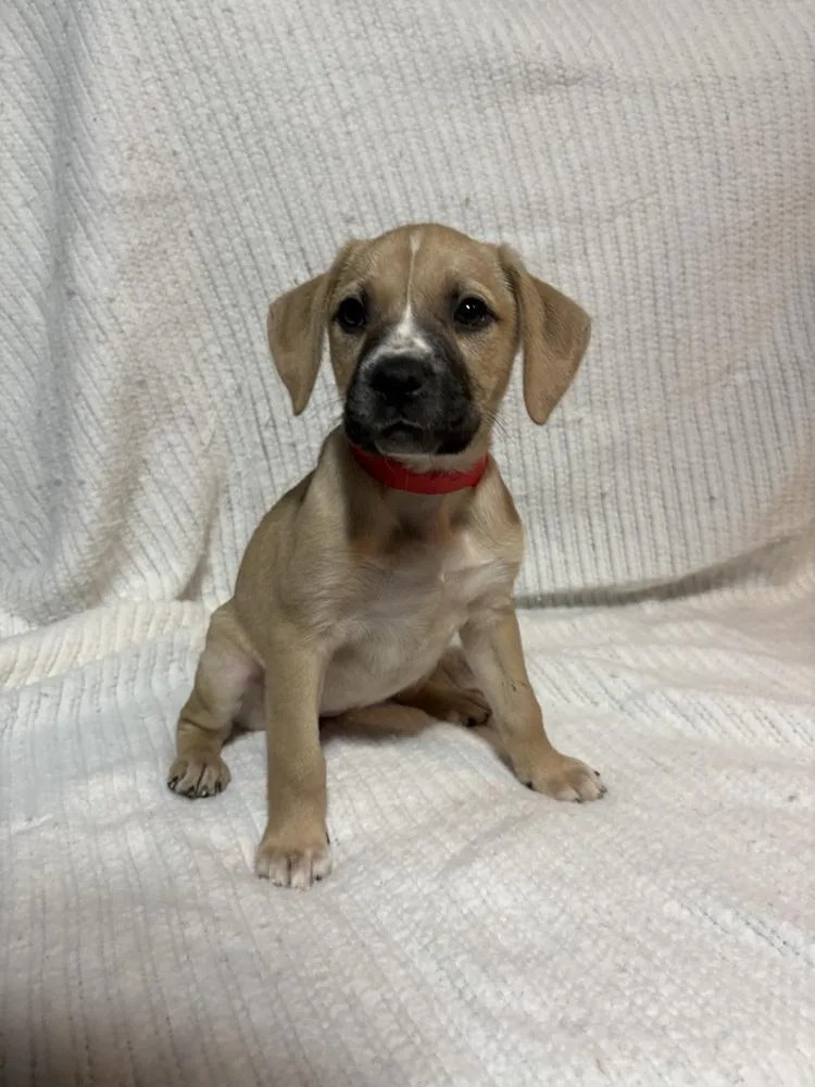 Strawberry thumbnail 4