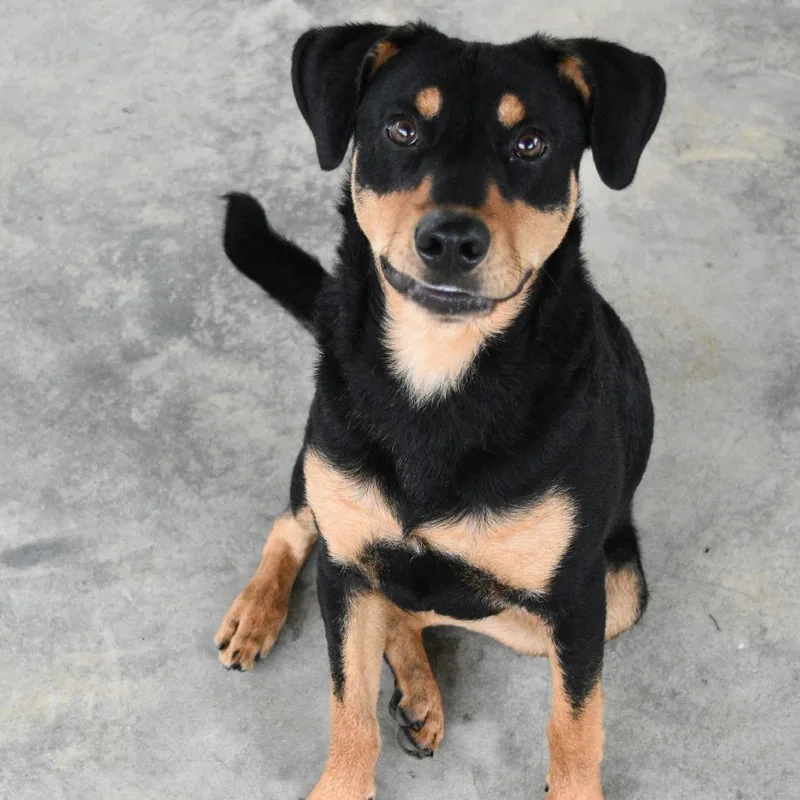 A young large-sized male Black Mixed Breed dog named Woofgang for adoption in Columbus, NC