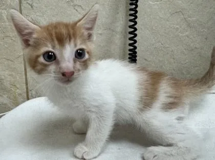 A baby small-sized male Domestic Short Hair cat named Yuzu for adoption in Honolulu, HI