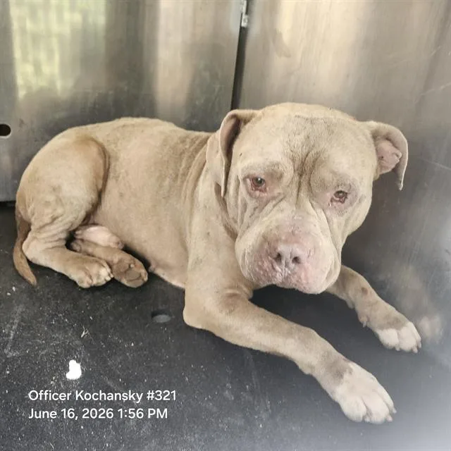 An adult medium-sized male American Staffordshire Terrier dog named Buck for adoption in San Antonio, TX
