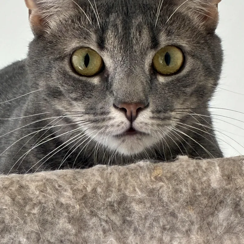 An adult medium-sized female Tabby cat named Tabby Mac for adoption in Denver, NC