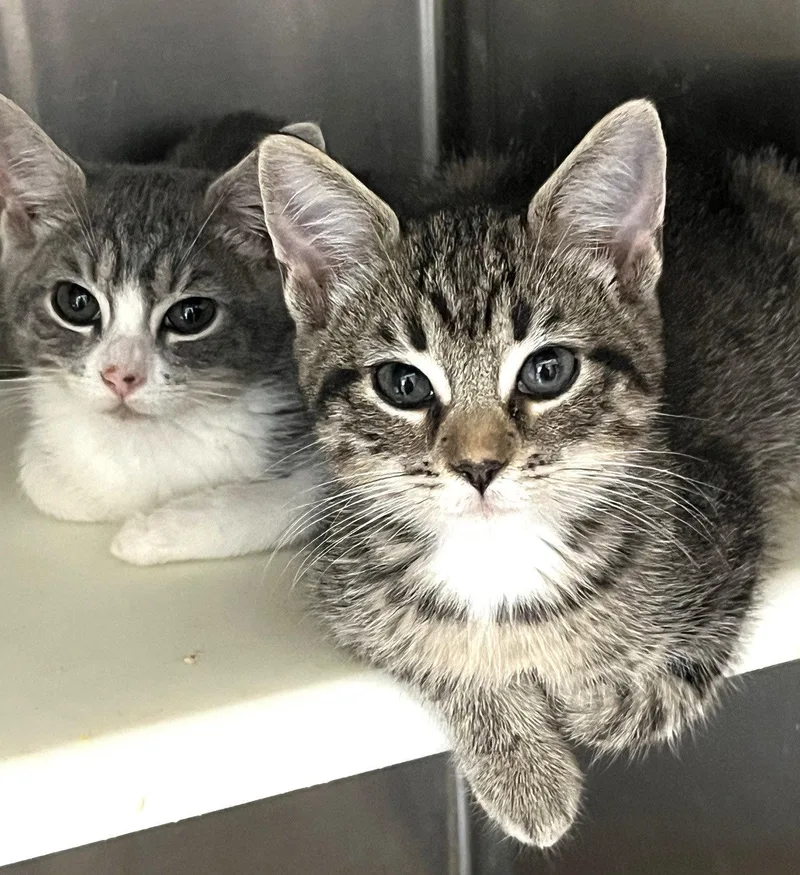 A baby medium-sized female Tabby cat named Danah for adoption in Carrollton, GA