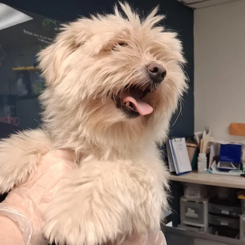 An adult small-sized female White / Cream Mixed Breed dog named Margaret for adoption in Newark, NJ