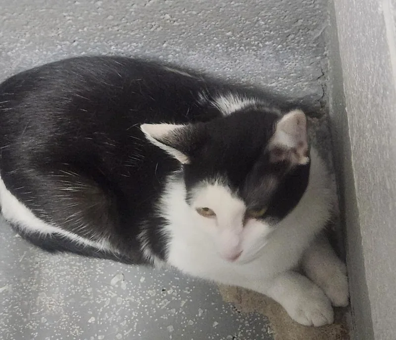An adult medium-sized female Black & White / Tuxedo Domestic Short Hair cat named Kitcat @ Petsmart Jackson for adoption in Lexington, TN