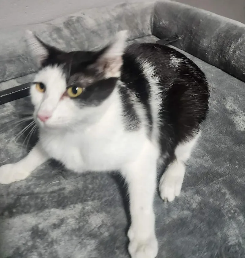 Kitcat @ Petsmart Jackson thumbnail 2