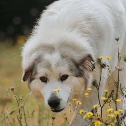 An adult large-sized female White / Cream Great Pyrenees dog named Bonnie for adoption in Salem, OR