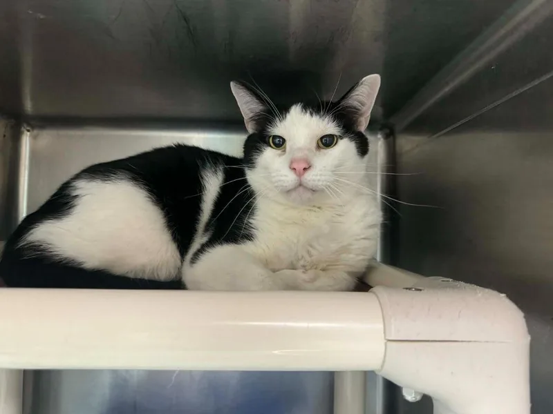 An adult medium-sized male Domestic Short Hair cat named Patches for adoption in Marion, OH