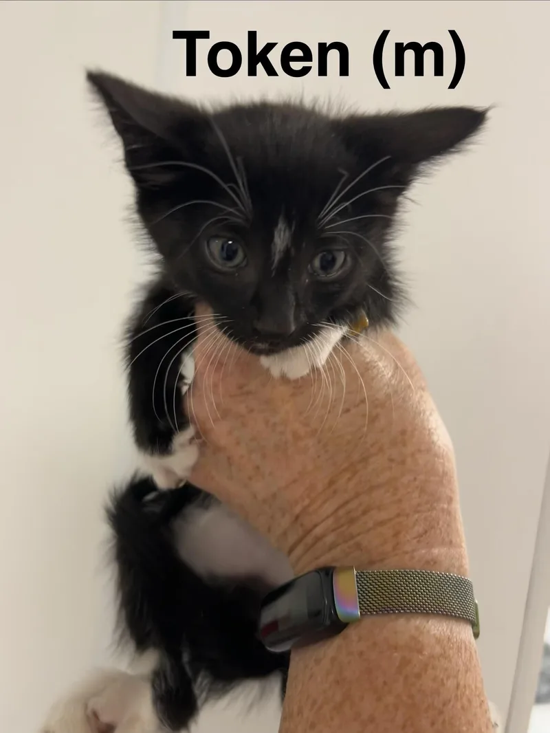 A baby medium-sized male Black & White / Tuxedo Domestic Short Hair cat named Token for adoption in Saugerties, NY