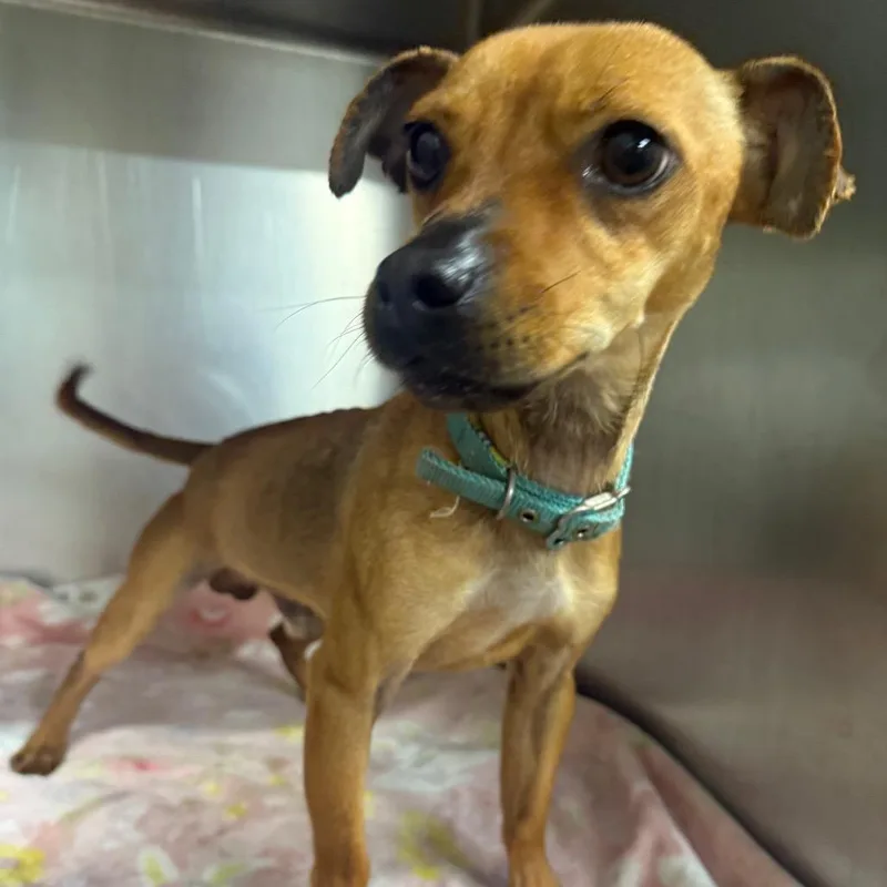 An adult small-sized male Yellow / Tan / Blond / Fawn Mixed Breed dog named Benjamin Button for adoption in Columbus, GA