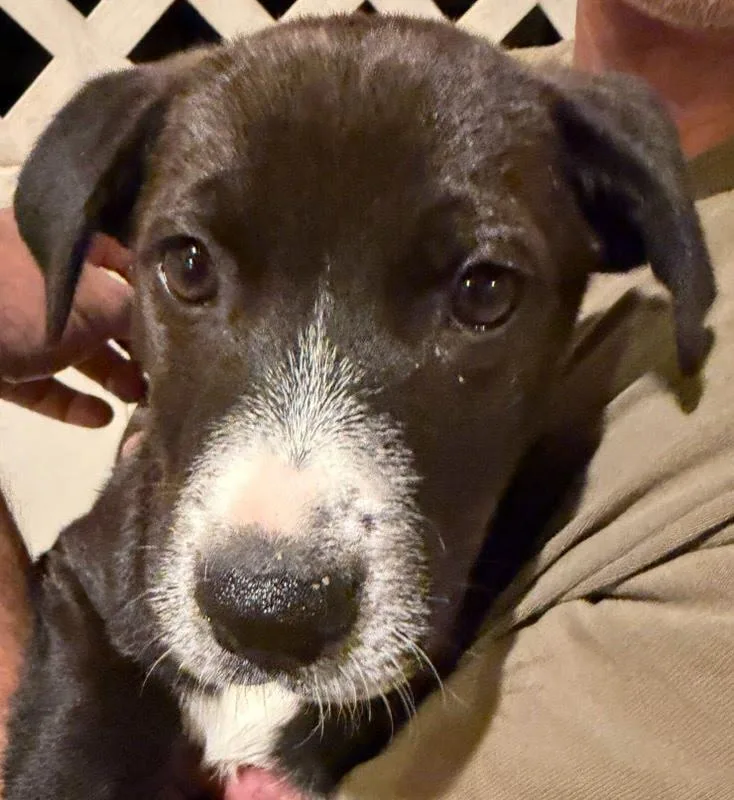 A baby medium-sized female Labrador Retriever dog named Trout for adoption in San Diego, CA