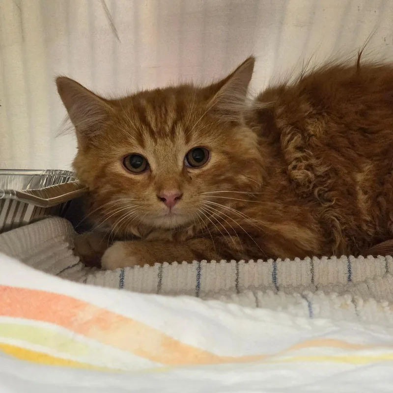 A baby small-sized male Orange / Red Domestic Medium Hair cat named Captain Sushi Roll for adoption in Asheville, NC