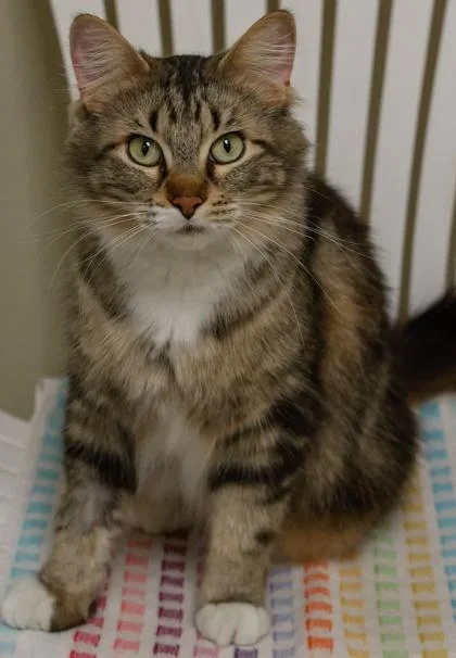 An adult medium-sized female Domestic Long Hair cat named Prettypretty for adoption in Verona, WI