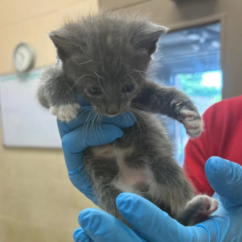 A baby small-sized female Tortoiseshell Domestic Short Hair cat named Mars for adoption in Birmingham, AL