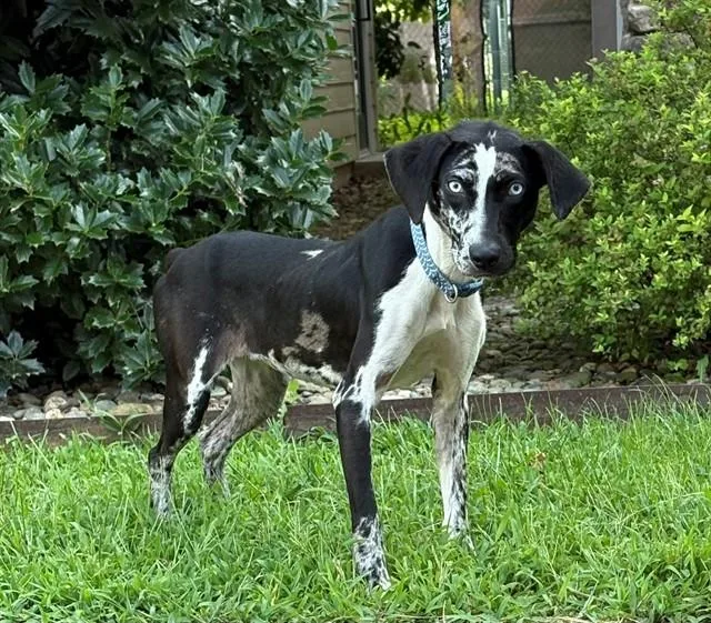 An adult medium-sized female Australian Shepherd dog named Spot for adoption in Cookeville, TN