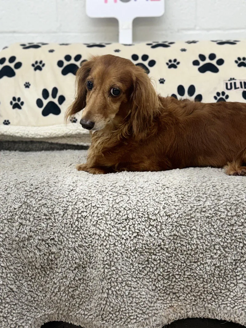 Pebbles thumbnail 3