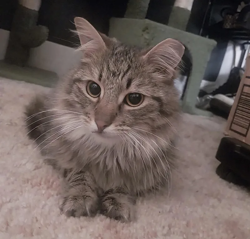 A young medium-sized male Domestic Long Hair cat named Baker for adoption in Greenville, SC