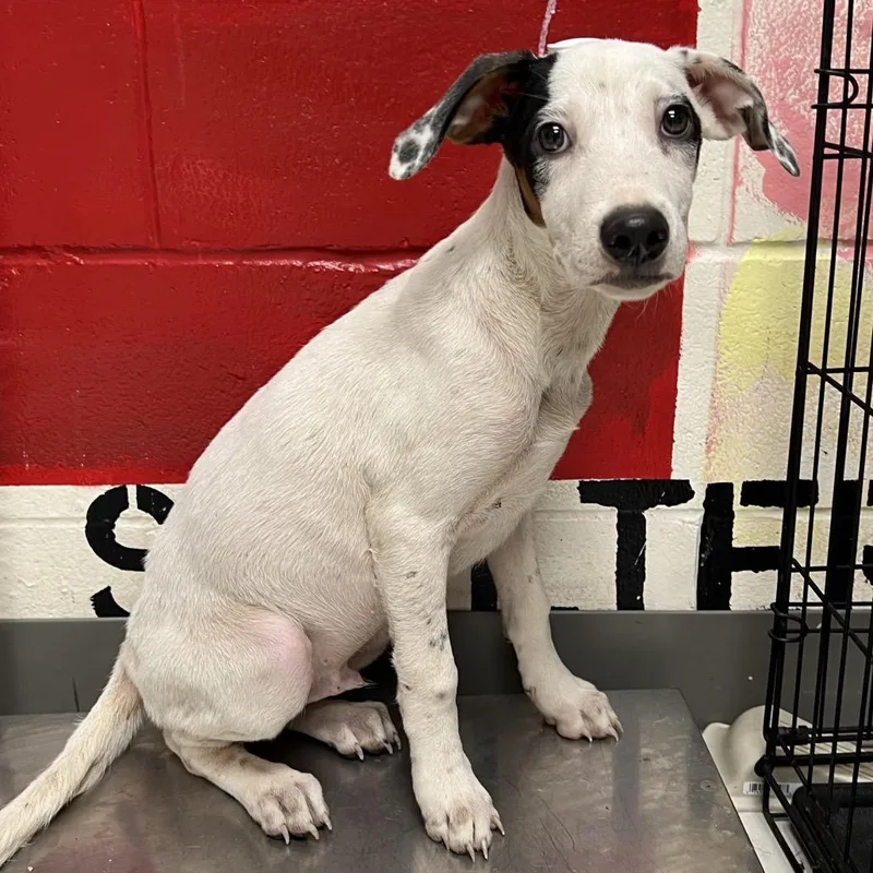 A baby small-sized male White / Cream Australian Cattle Dog / Blue Heeler dog named Phil for adoption in Lufkin, TX