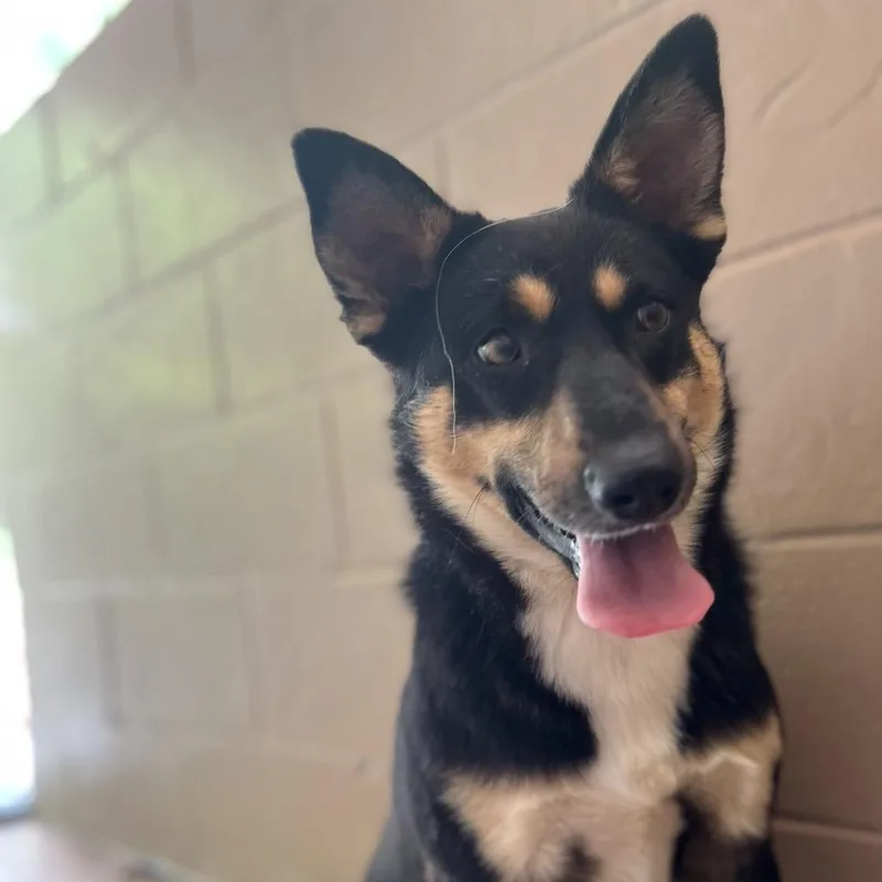 An adult medium-sized male Black Cattle Dog dog named Theodore for adoption in Caryville, TN