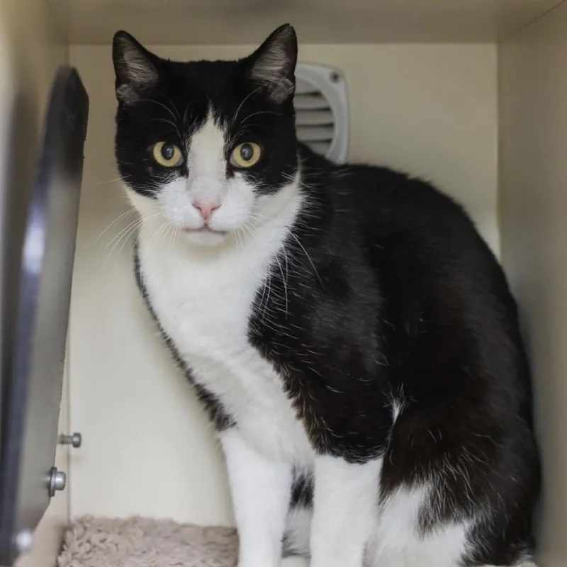 A senior small-sized male Black Domestic Short Hair cat named Jax for adoption in Los Angeles, CA