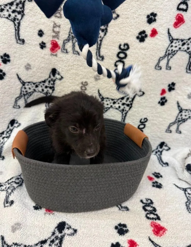 A baby small-sized male Terrier dog named Tulsa Grey collar for adoption in Syracuse, IN