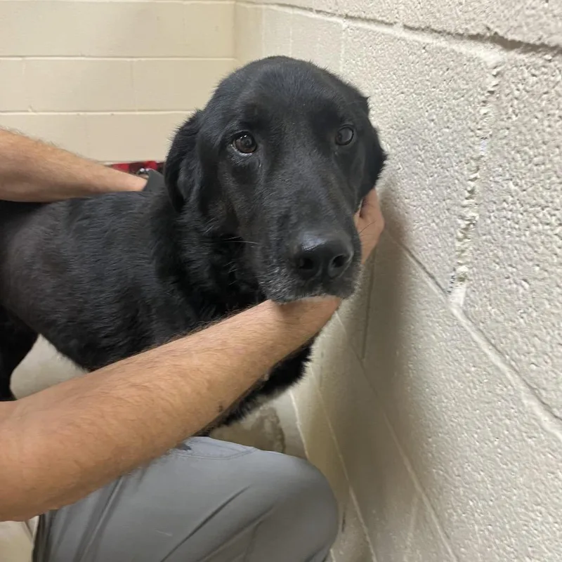 An adult medium-sized male Black Labrador Retriever dog named Oscar for adoption in Palestine, TX