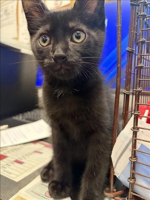 A baby small-sized male Domestic Short Hair cat named Hercules for adoption in Los Angeles, CA