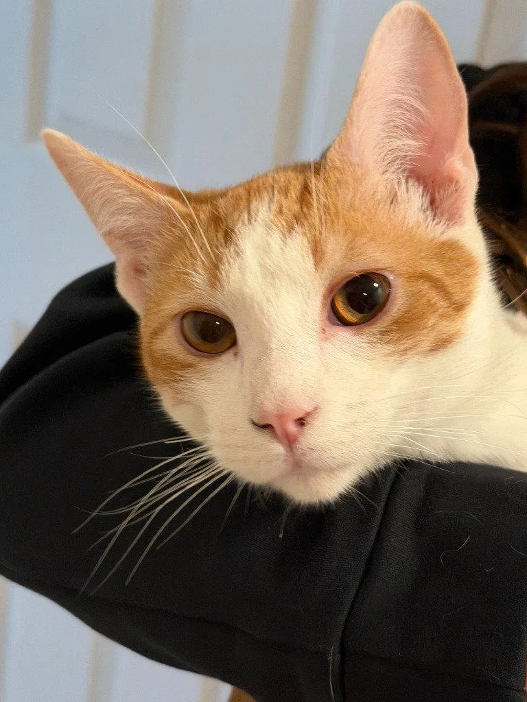 A young medium-sized male Orange & White Domestic Short Hair cat named Nacho for adoption in St. Helens, OR