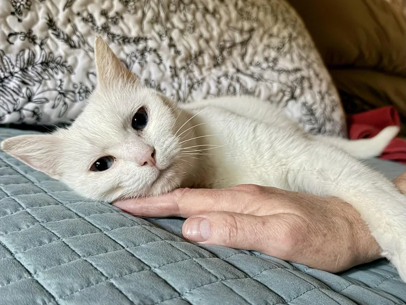 A senior medium-sized female White Domestic Short Hair cat named Lilly for adoption in Reston, VA