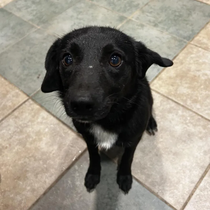 An adult small-sized male Black Mixed Breed dog named Wheezer for adoption in Chattanooga, TN