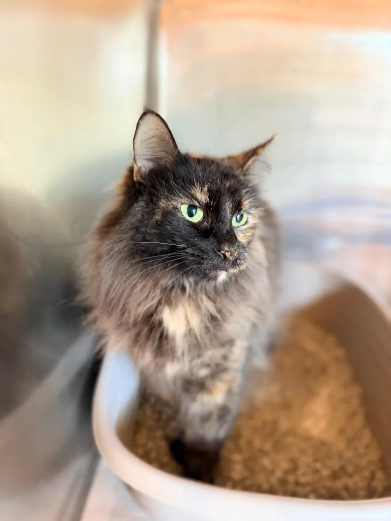 A senior medium-sized female Domestic Long Hair cat named Trico for adoption in Peru, NY