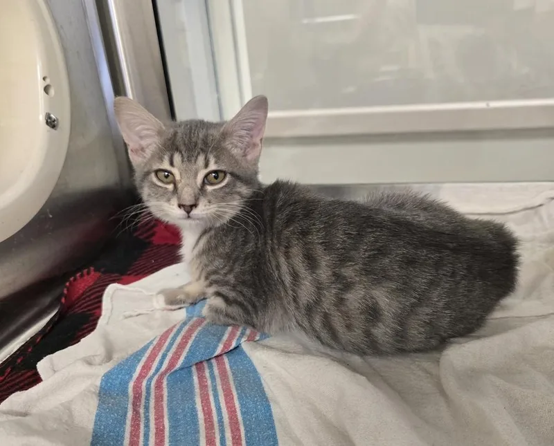 A baby small-sized male Domestic Short Hair cat named Badger for adoption in Dickson, TN