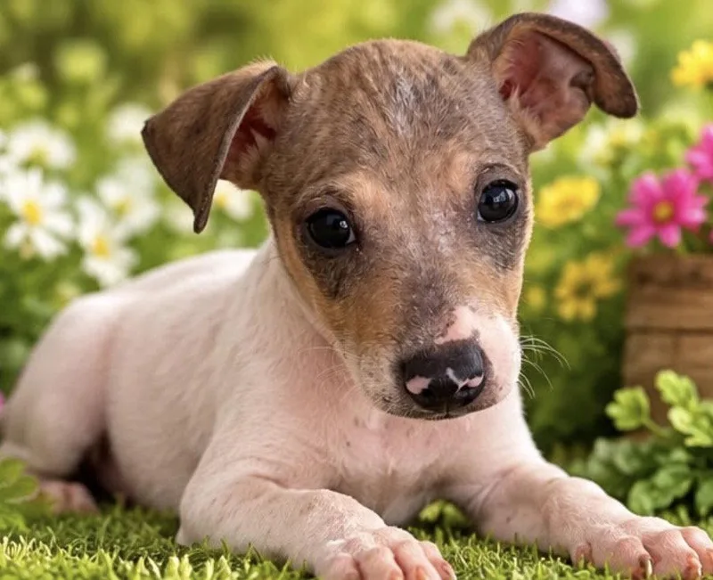 A young medium-sized female Rat Terrier dog named Jade for adoption in Margate, FL