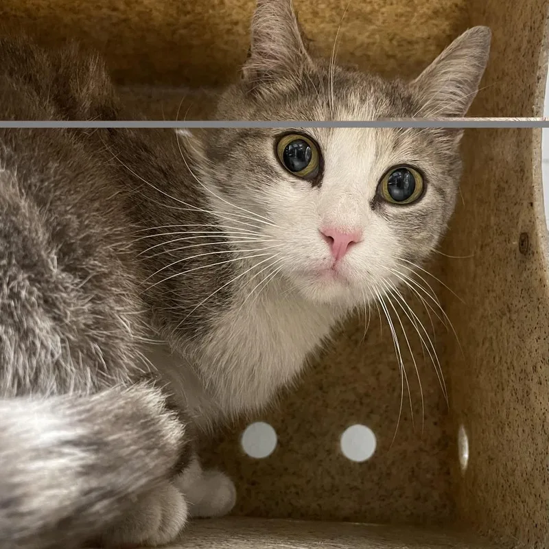An adult medium-sized female Gray / Blue / Silver Domestic Short Hair cat named Potato for adoption in Philadelphia, PA