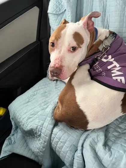 An adult large-sized male Mixed Breed dog named Highland for adoption in West Chester, PA