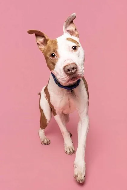 Highland thumbnail 2