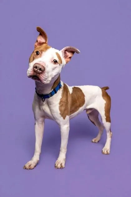 Highland thumbnail 3