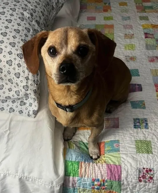 An adult small-sized male Chiweenie dog named Joey for adoption in Coatesville, PA