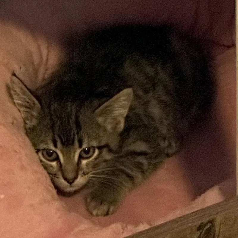 A baby small-sized female Brown / Chocolate Domestic Short Hair cat named Piper for adoption in Denver, CO