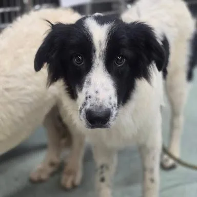 An adult medium-sized female White / Cream Border Collie dog named Millie for adoption in Calverton, NY