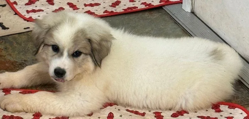 A baby extra large-sized female White / Cream Great Pyrenees dog named Columbine for adoption in Larkspur, CO