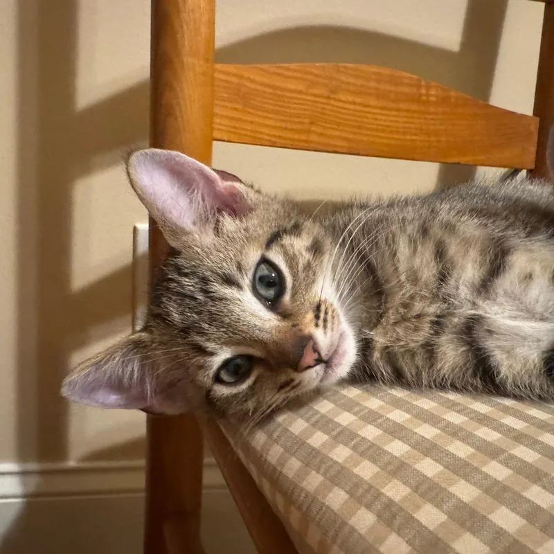 A baby small-sized male Domestic Short Hair cat named Taz for adoption in Cumming, GA