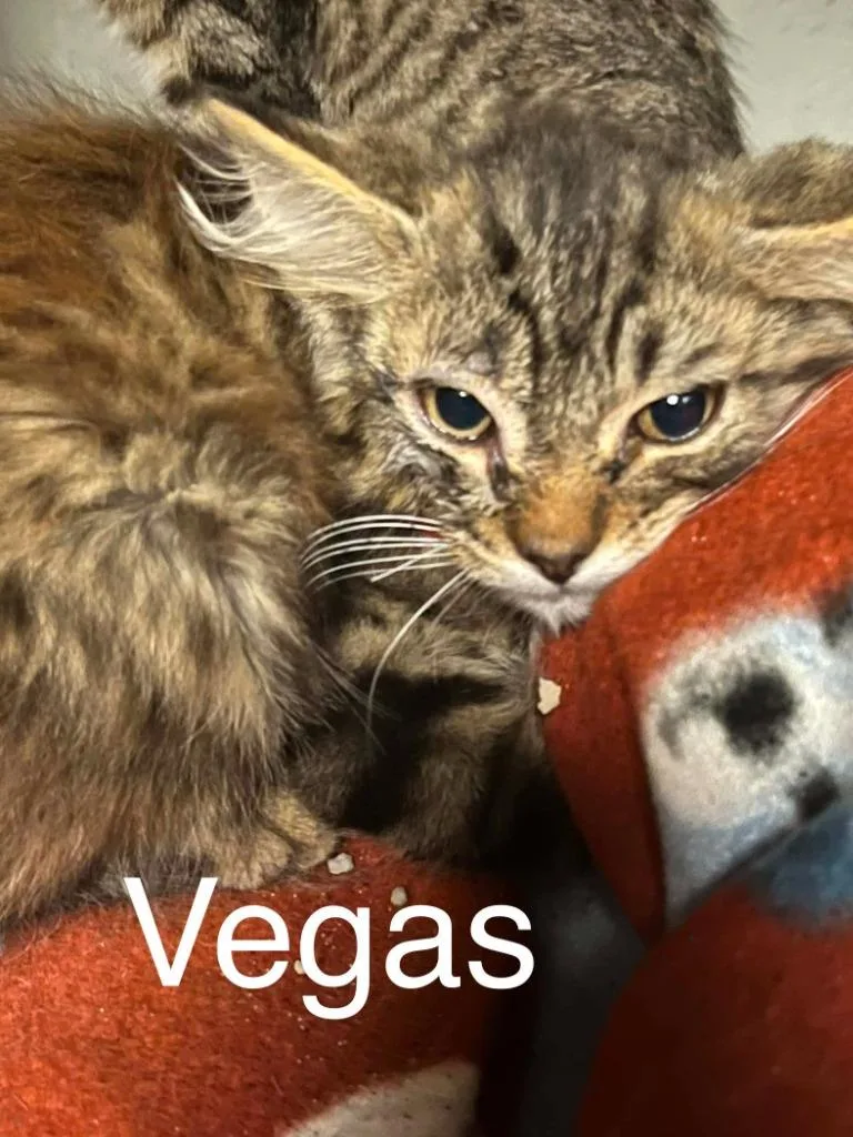 Vegas