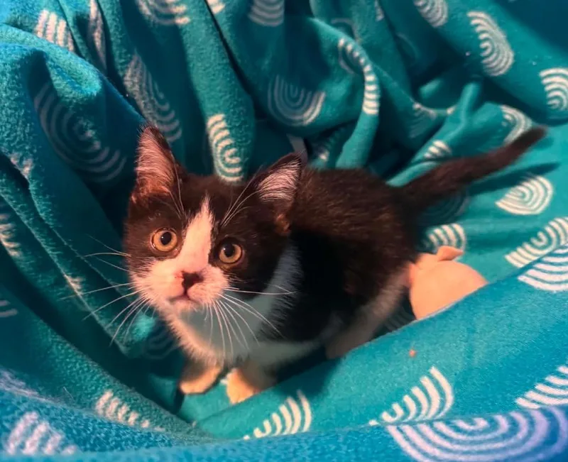 A baby small-sized male Domestic Short Hair cat named Pop for adoption in Fond Du Lac, WI