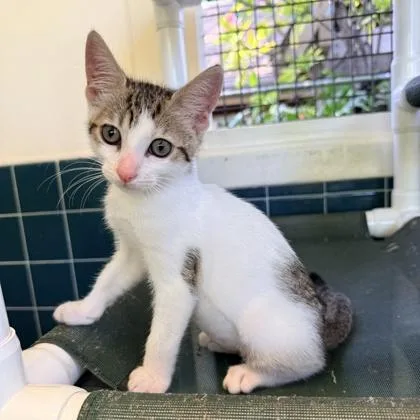 A baby small-sized female Domestic Short Hair cat named Agatha for adoption in Honolulu, HI